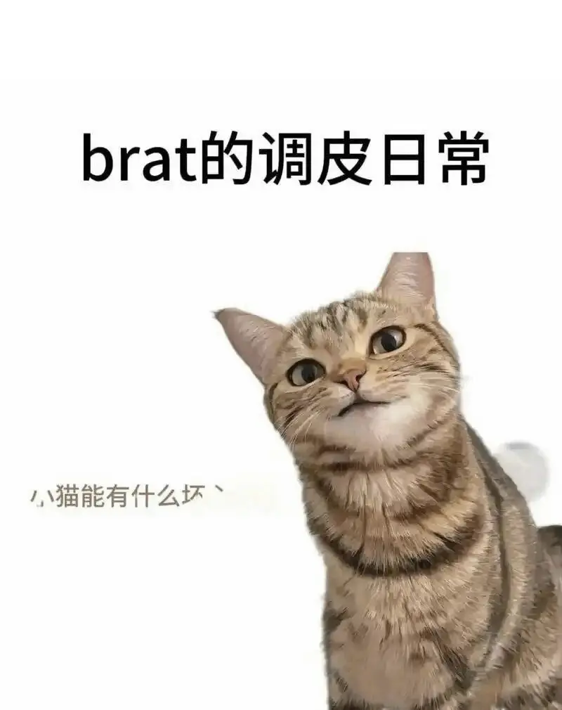 西檬之家k9犬系是什么?你的忠实犬系属性解析 一
